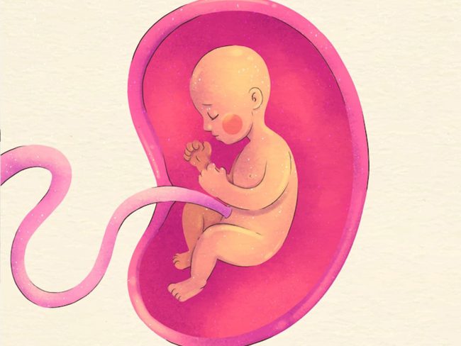 Exploring and Understanding Your Baby’s World in the Womb
