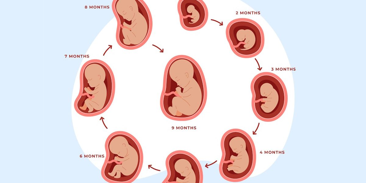 Fetal Development Week-by-Week