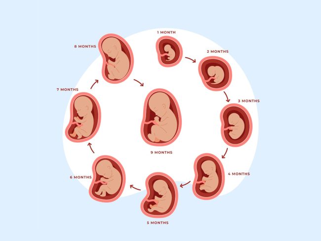 Fetal Development Week-by-Week