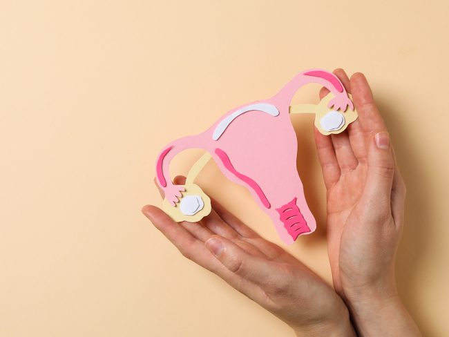 Uterus during pregnancy